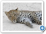 Kitty, the leopard from Etosha Park, Namibia
