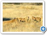 Pride of lions in Etosha Park