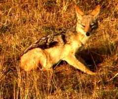 African, Canis mesomelas, Black-backed Jackal, Schabrackenschakal, Rooijakkals, Ombadje, Usibwe, /Gireb. Le Chacal a chabraque, Chacal con lomo