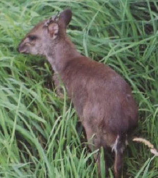 African Animals, Cephalophus monticola , Blue Duiker, Blou duike