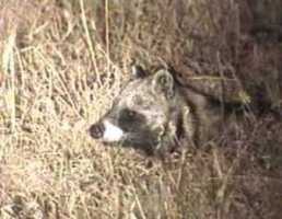 African Civet, Zibetkatze, La Civette, Civetticus civetta