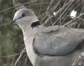 Cape turtle dove, Kaplachtaube, Gewone Tortelduif