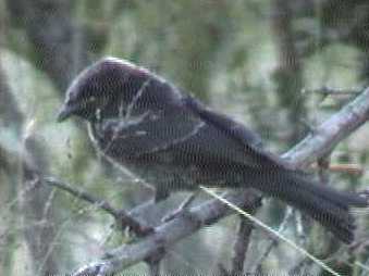 African Birds, Dicrurus adsimilis, Forktailed Drongo, Mikstertbyvanger, Trauerdrongo, Gabelschwanzdrongo