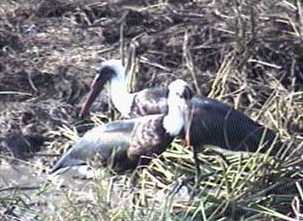 African Birds, Storks,  Ciconia episcopus, Woolly-necked stork, Wollhalsstorch, Wolnekooievaar