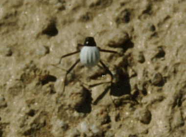 Stenocara eburnea, Longlegged white Namib Beetle (unknown), Namib Desert, Namibia, Africa