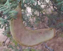 Seed pods of the Acacia Erioloba