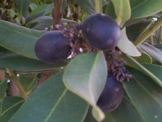 Ripe fruit of the Acokanthera oblongifolia